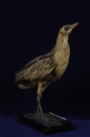 藏品(大麻鷺)的圖片